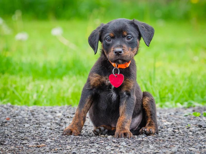 Enlarge Denali, a ADOPTABLE mixed breed in Pointe-Fortune, QC image 2/4