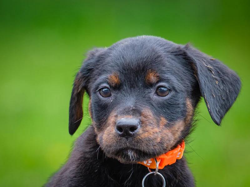 Denali, ADOPTABLE, Puppy Female Rottweiler.
