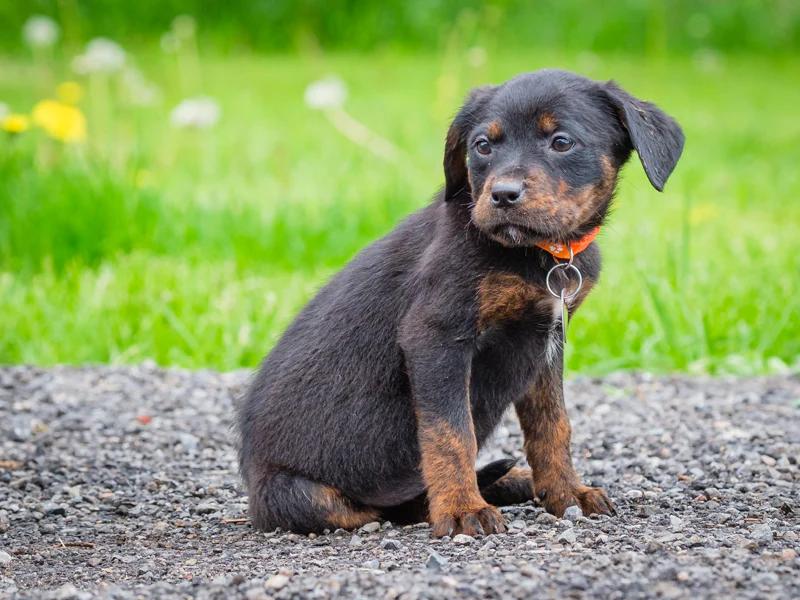 Enlarge Denali, a ADOPTABLE mixed breed in Pointe-Fortune, QC image 4/4
