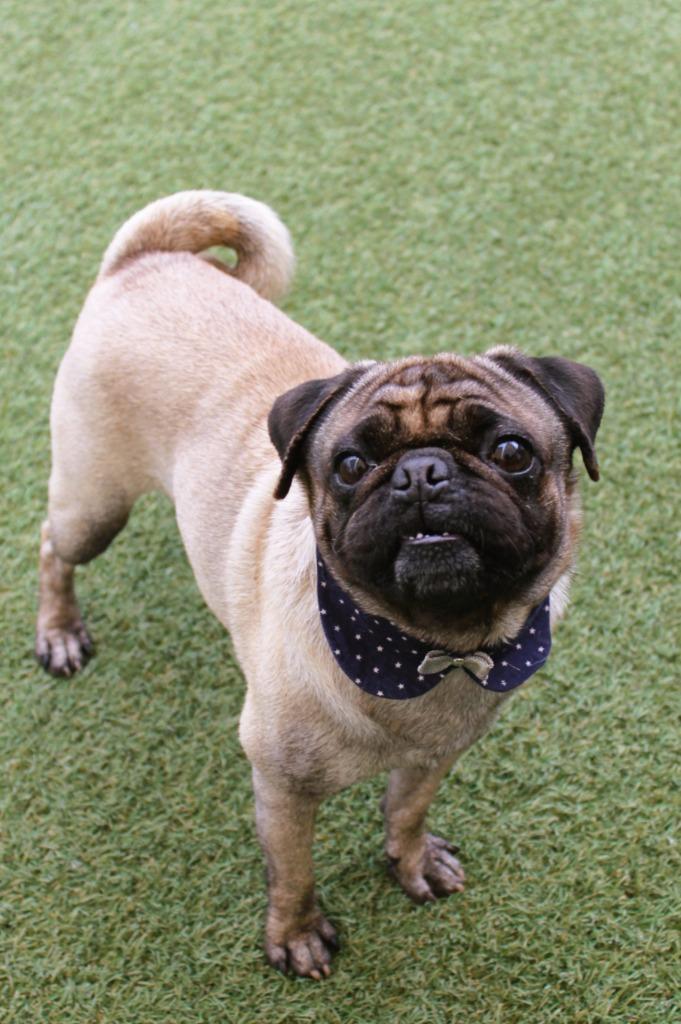 Enlarge Q, a Adoptable Pug in Gardena, CA image 1/6