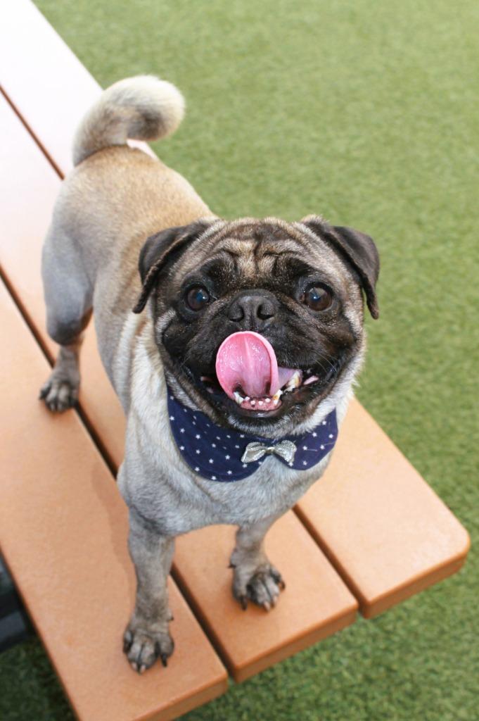 Enlarge Q, a Adoptable Pug in Gardena, CA image 2/6