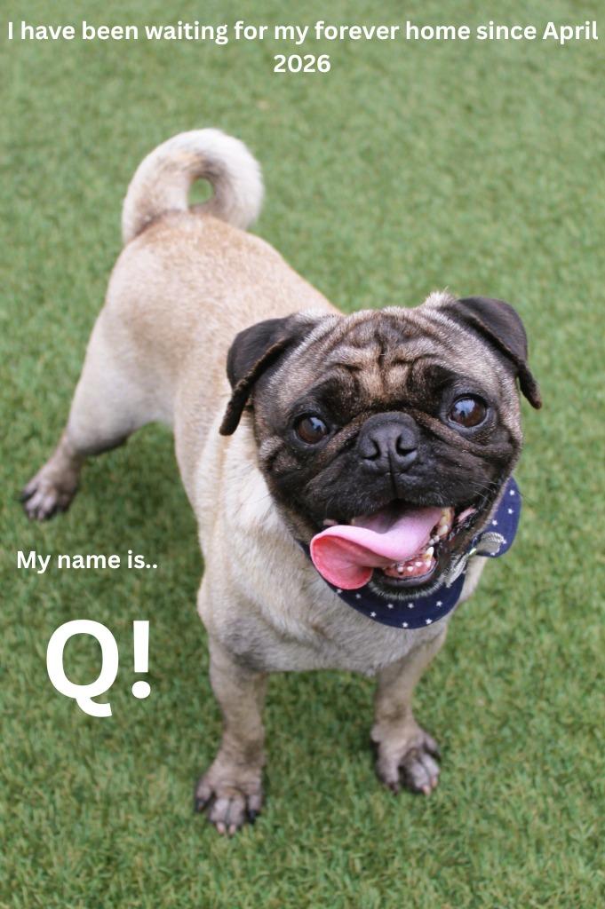 Enlarge Q, a Adoptable Pug in Gardena, CA image 3/6