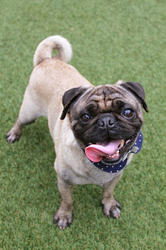 Enlarge Q, a Adoptable Pug in Gardena, CA image 4/6