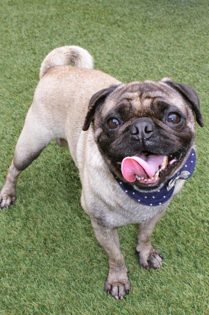 Enlarge Q, a Adoptable Pug in Gardena, CA image 5/6