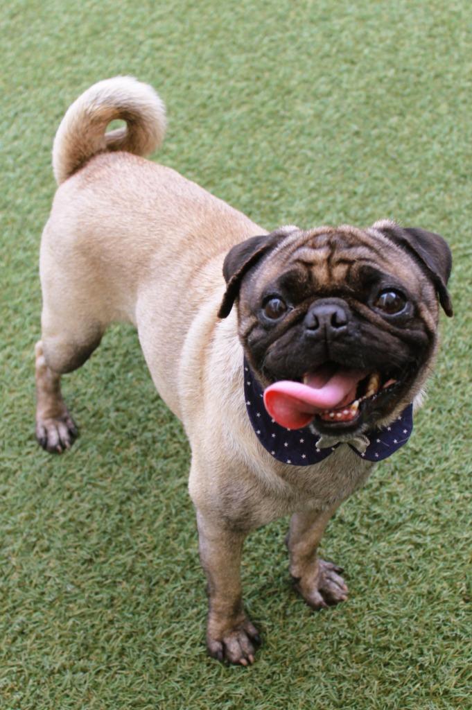 Enlarge Q, a Adoptable Pug in Gardena, CA image 6/6
