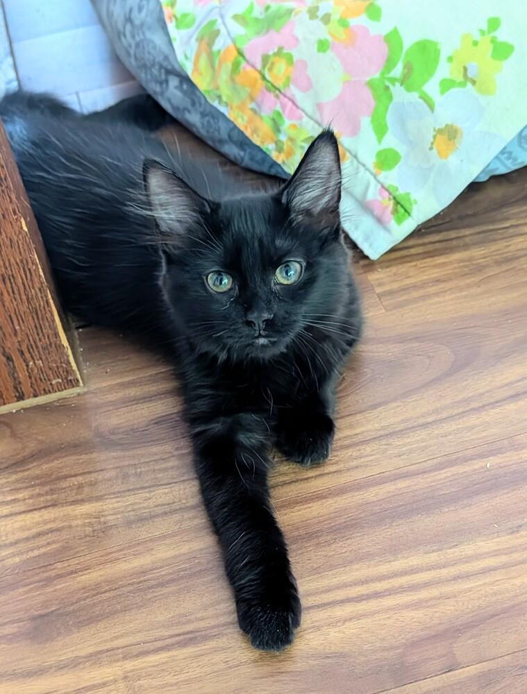 Soot, Adoptable, Kitten Female Domestic Long Hair.