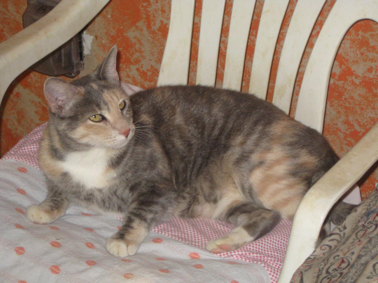 Ginger, Adoptable, Adult Female Domestic Short Hair.