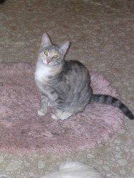 Enlarge Ginger, a Adoptable Domestic Short Hair in Littlerock, CA image 2/3