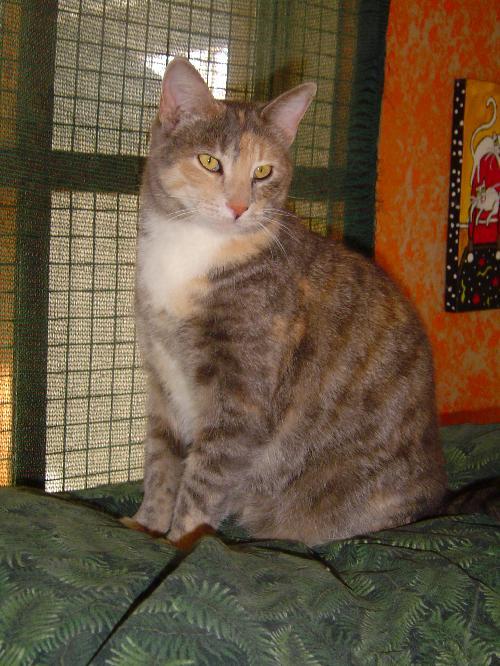 Enlarge Ginger, a Adoptable Domestic Short Hair in Littlerock, CA image 3/3