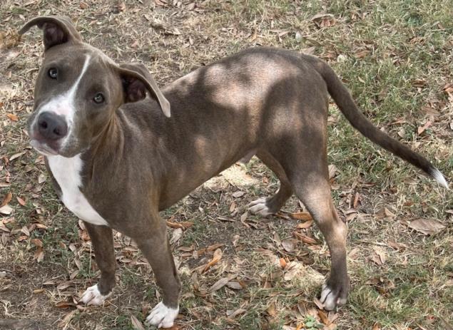 OLIVER, Adoptable, Young Male Pit Bull Terrier & Mixed Breed.