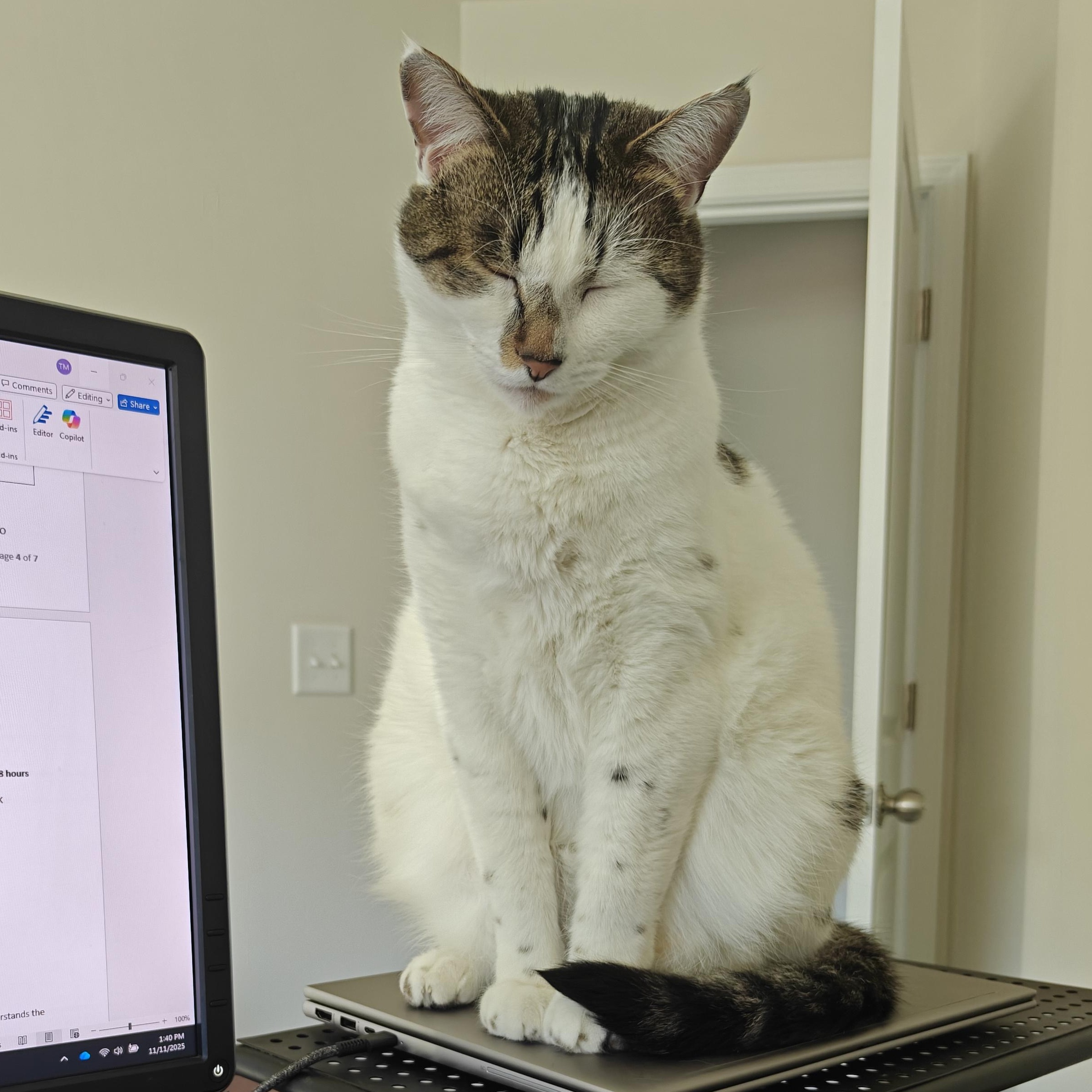 Enlarge Duke, a ADOPTABLE Domestic Short Hair in Seneca, SC image 1/5