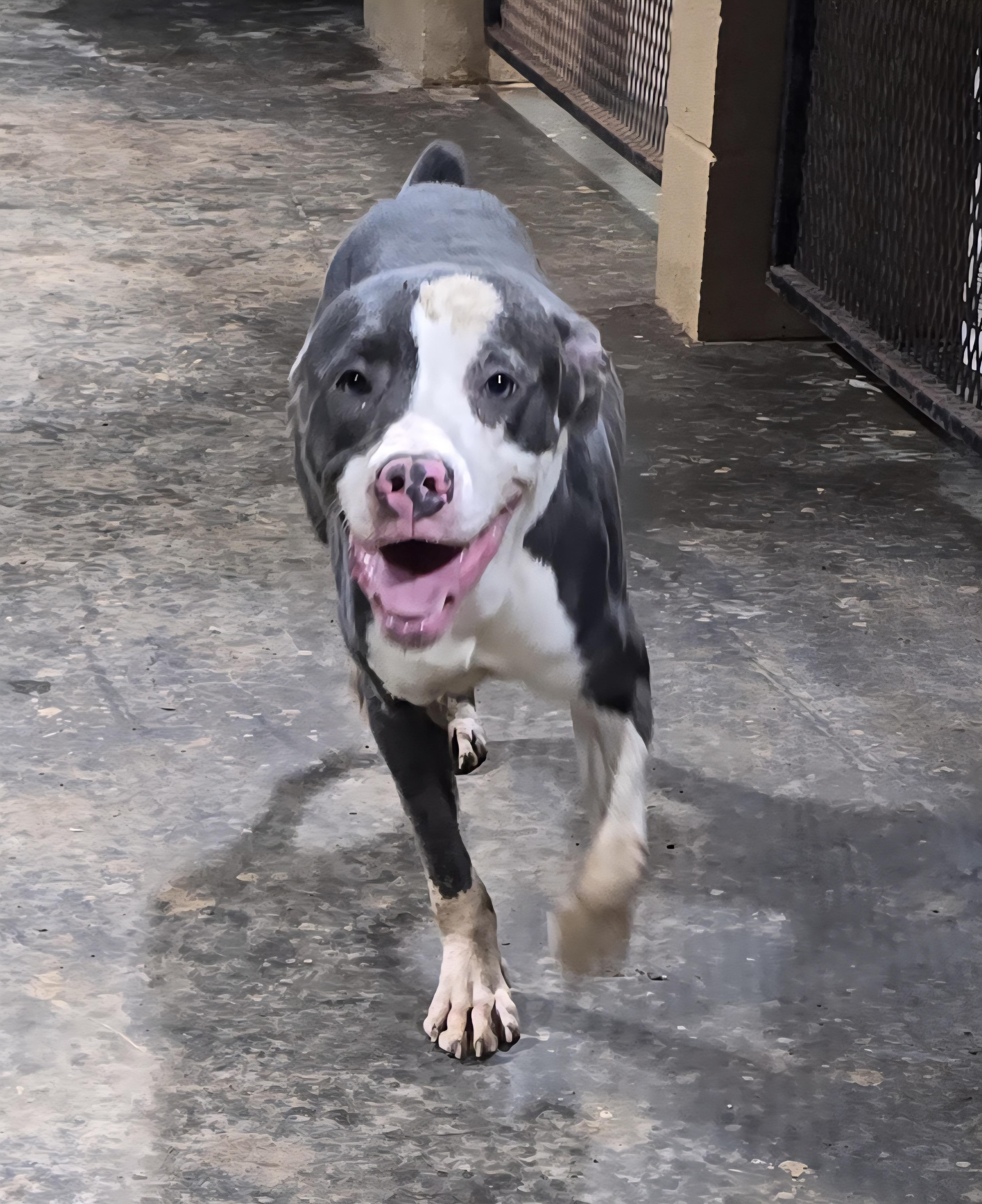 Enlarge Buddy, a Adoptable Mixed Breed in McCrory, AR image 2/2