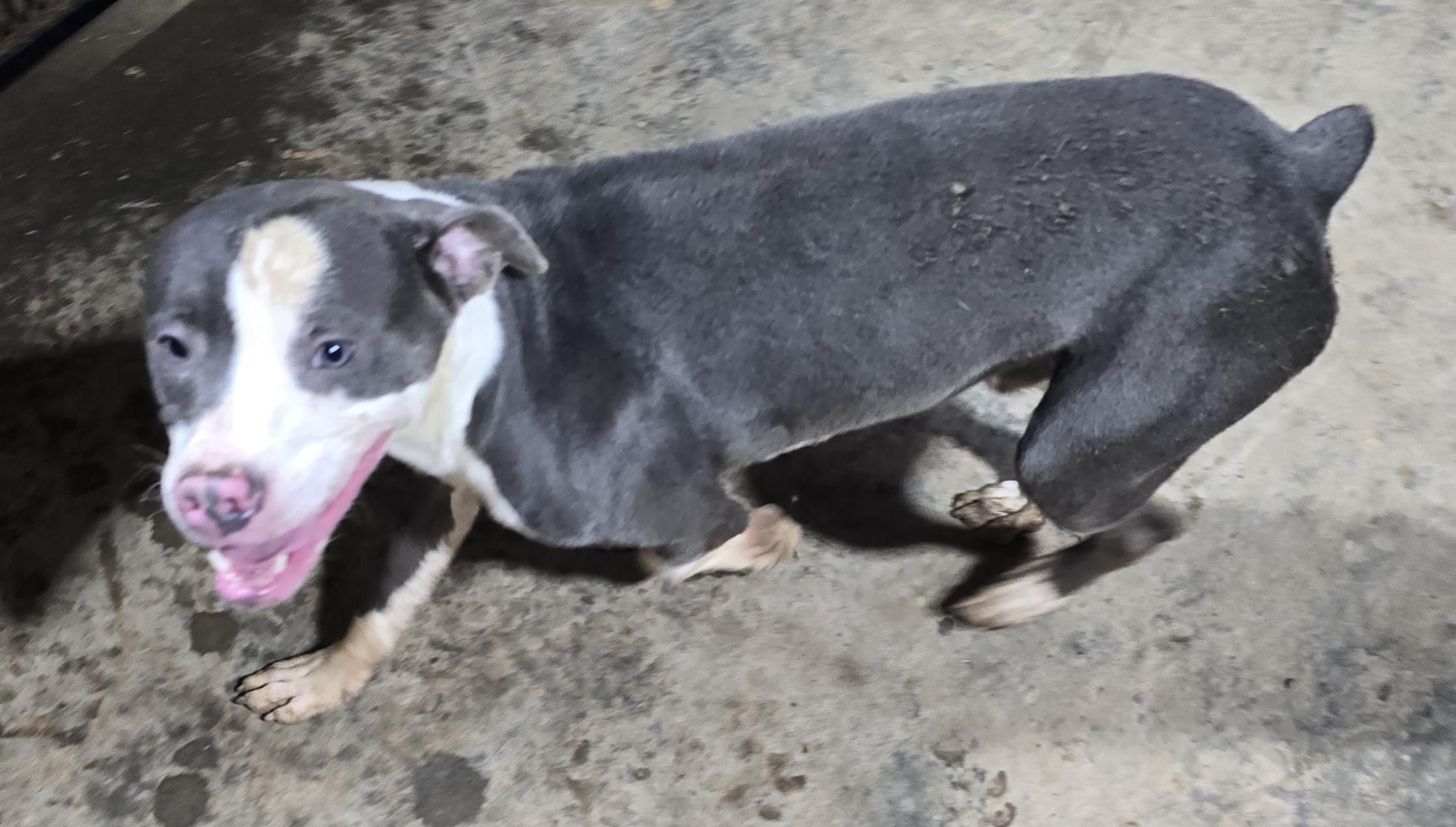 Enlarge Buddy, a Adoptable Mixed Breed in McCrory, AR image 1/2