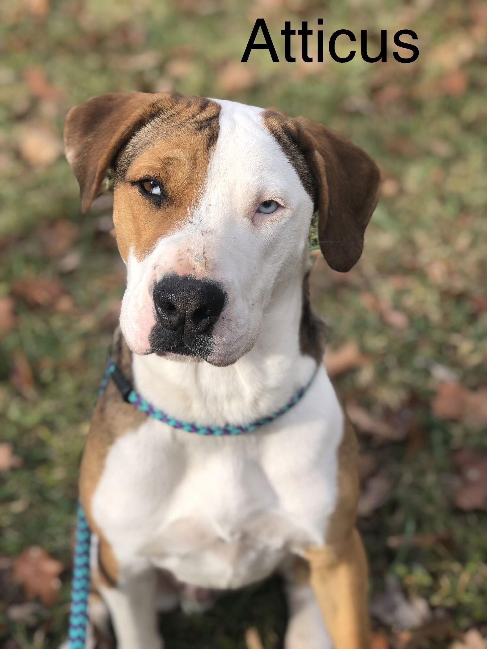 Atticus, Adoptable, Adult Male Boxer.