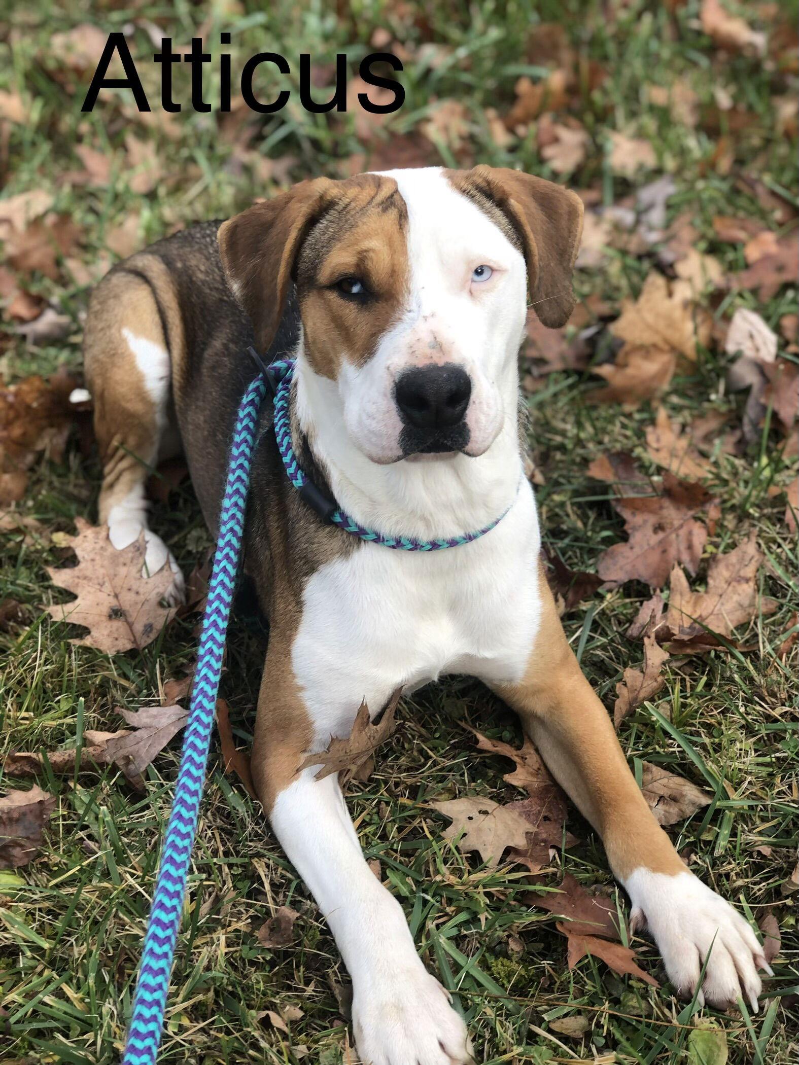 Enlarge Atticus, a Adoptable Boxer in Elkins, WV image 2/3