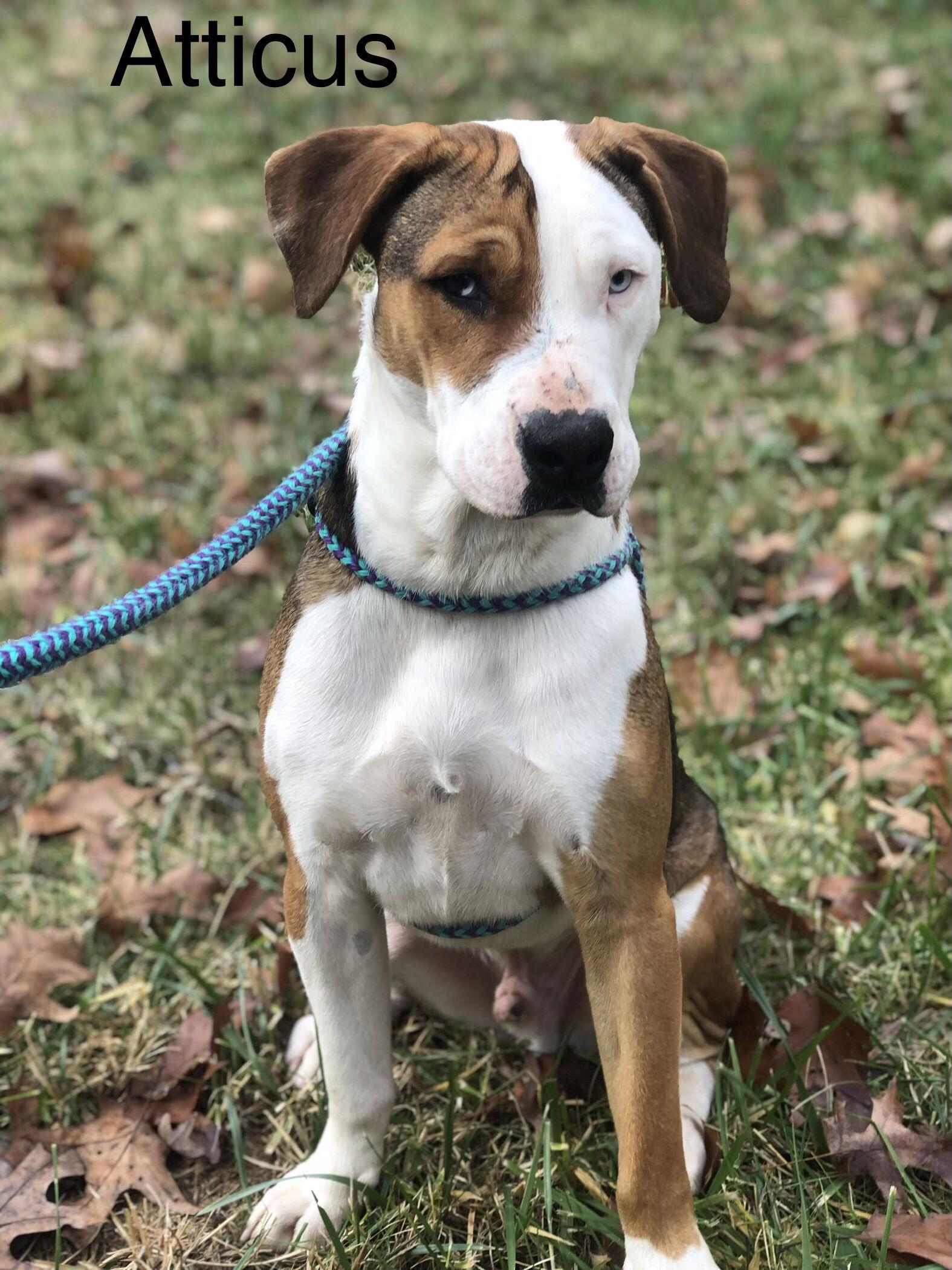 Enlarge Atticus, a Adoptable Boxer in Elkins, WV image 3/3