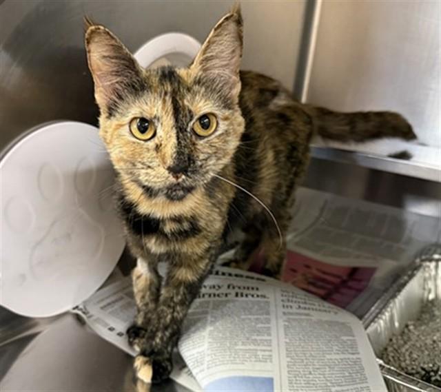 ZEVRAN, Adoptable, Young Female Domestic Short Hair.