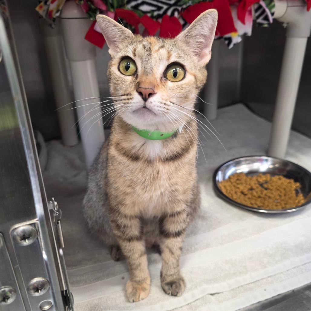 Butterscotch, Adoptable, Adult Female Domestic Short Hair.