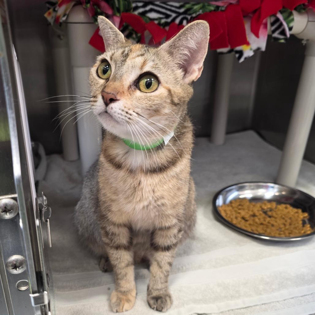 Enlarge Butterscotch, a Adoptable Domestic Short Hair in Fort Wayne, IN image 2/4