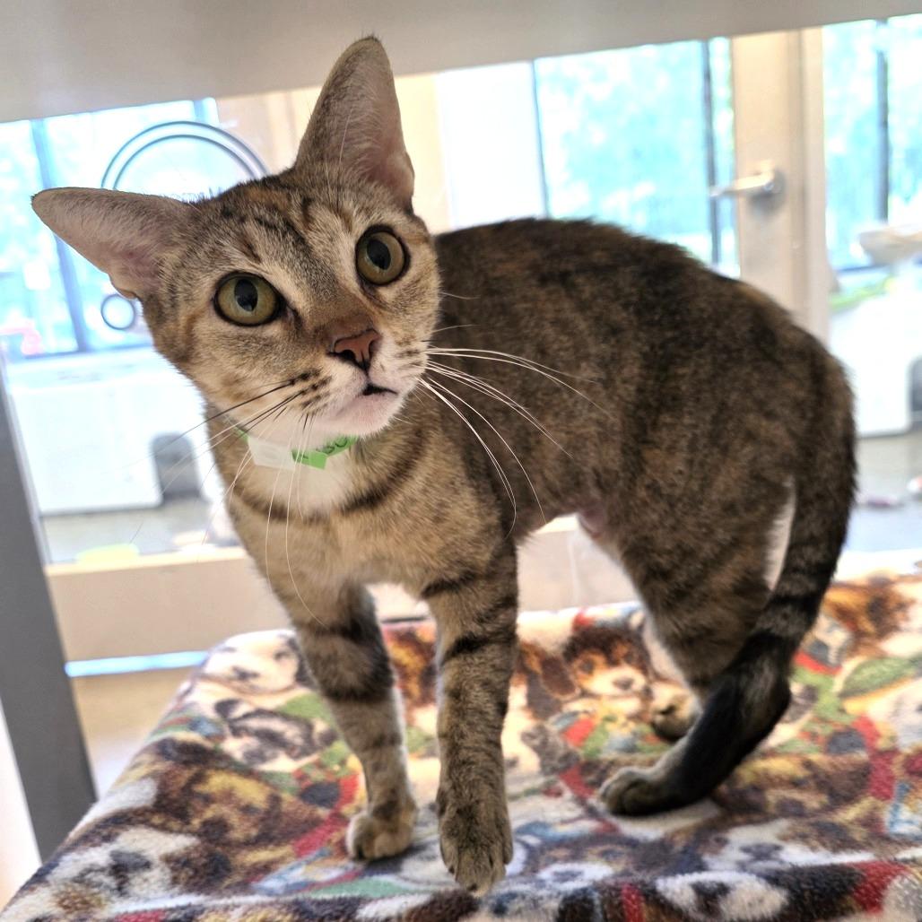 Enlarge Butterscotch, a Adoptable Domestic Short Hair in Fort Wayne, IN image 3/4