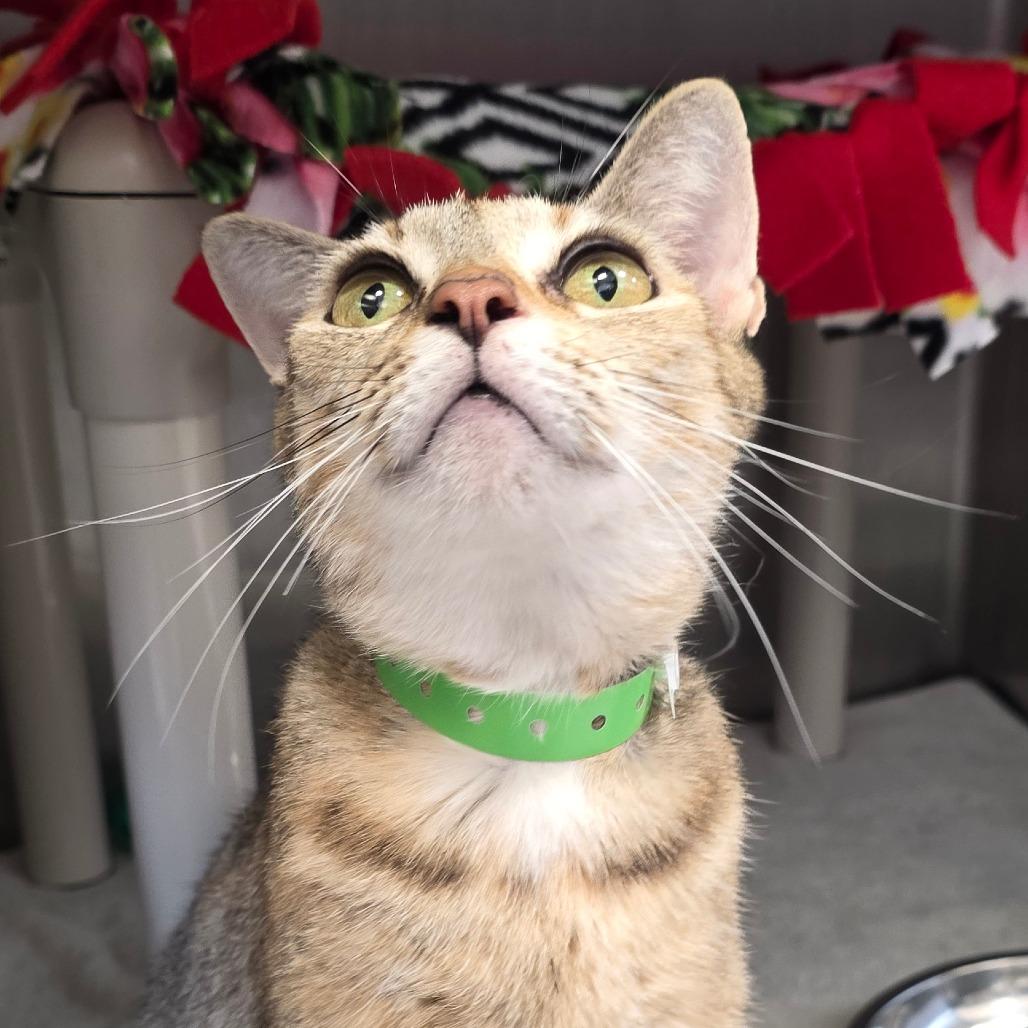 Enlarge Butterscotch, a Adoptable Domestic Short Hair in Fort Wayne, IN image 4/4