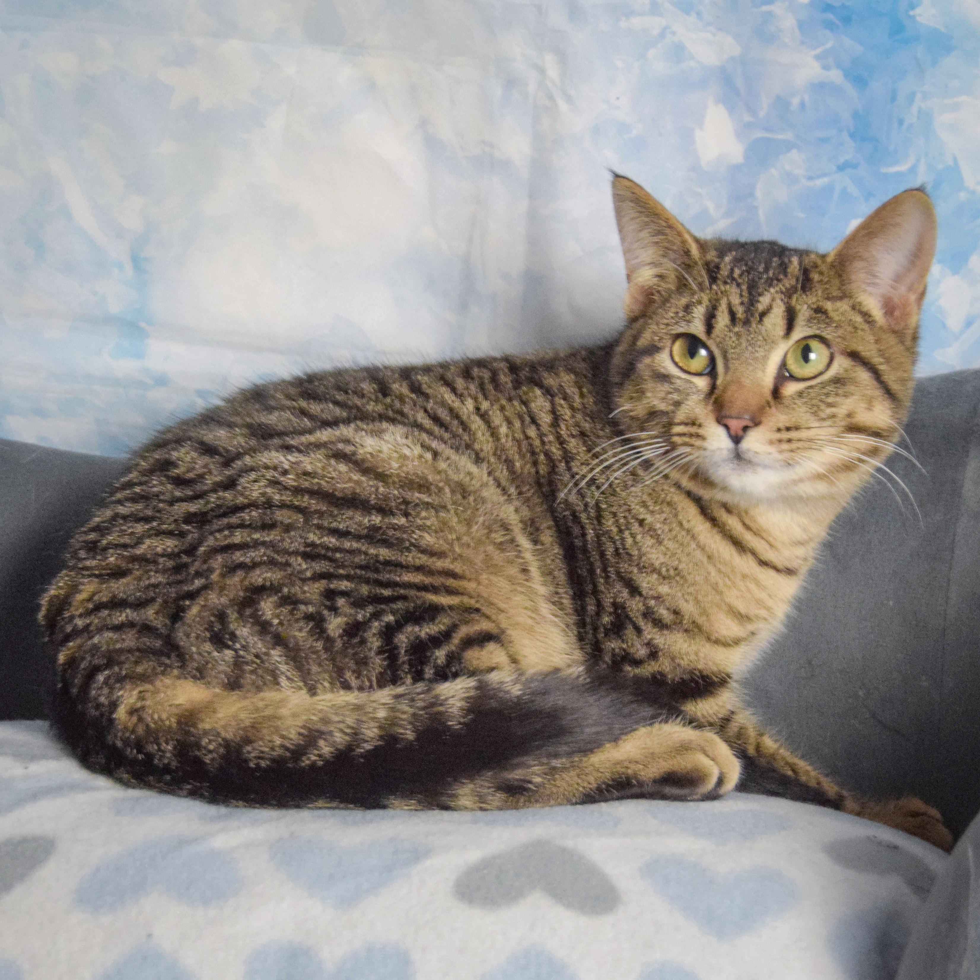 Enlarge Blake, an adopted mixed breed in Huntley, IL image 4/4