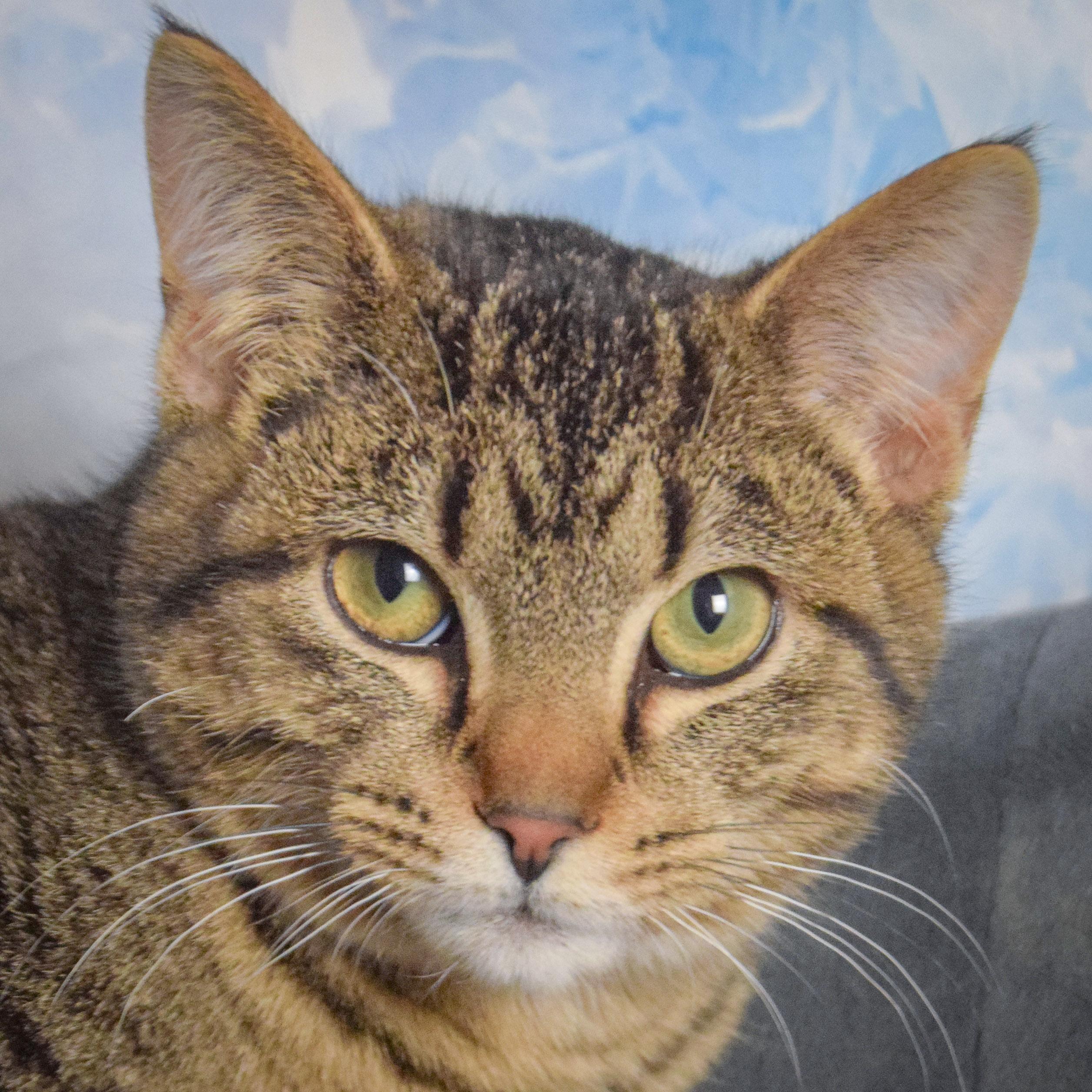Blake, adopted, Kitten Male Tabby & Domestic Short Hair.