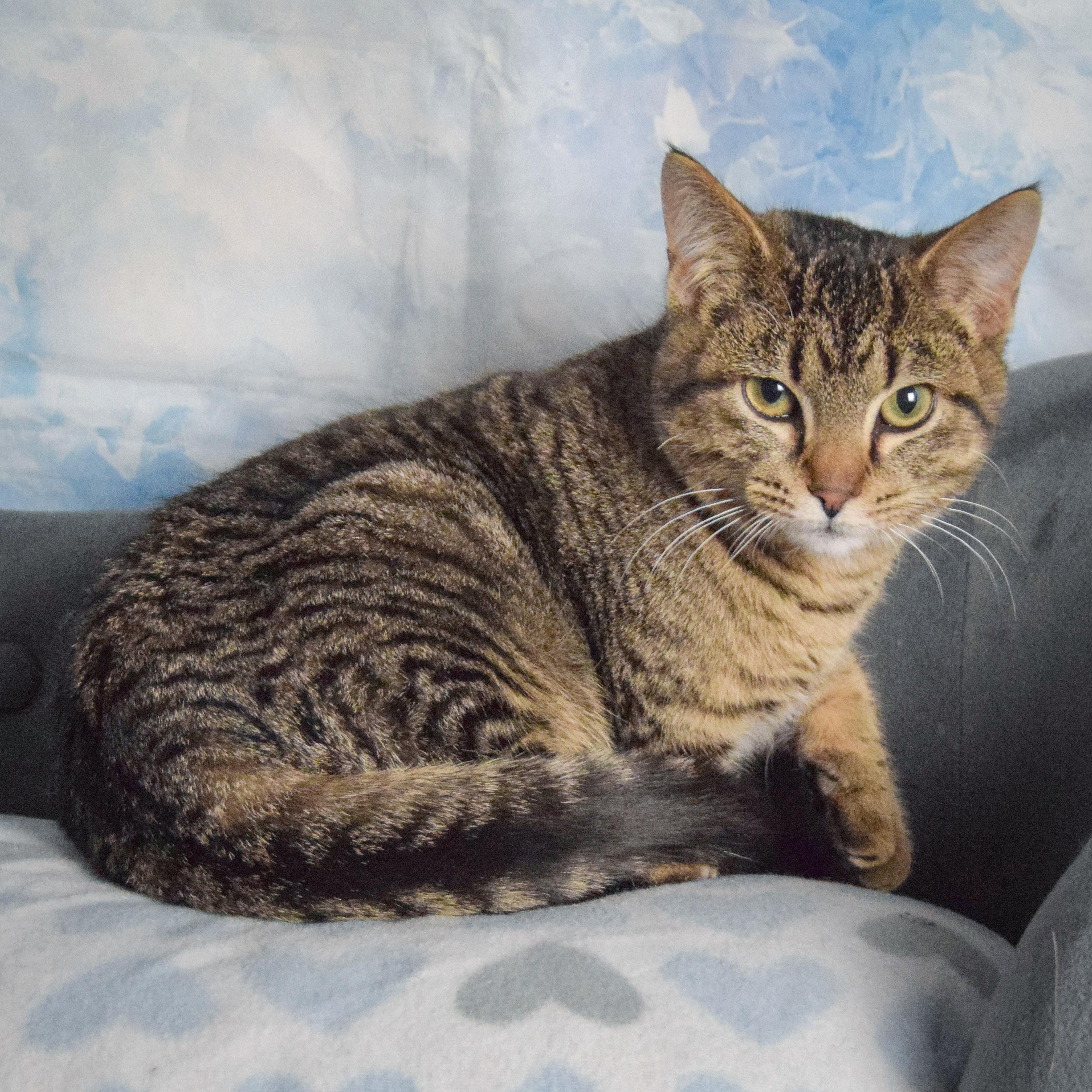 Enlarge Blake, an adopted mixed breed in Huntley, IL image 2/4