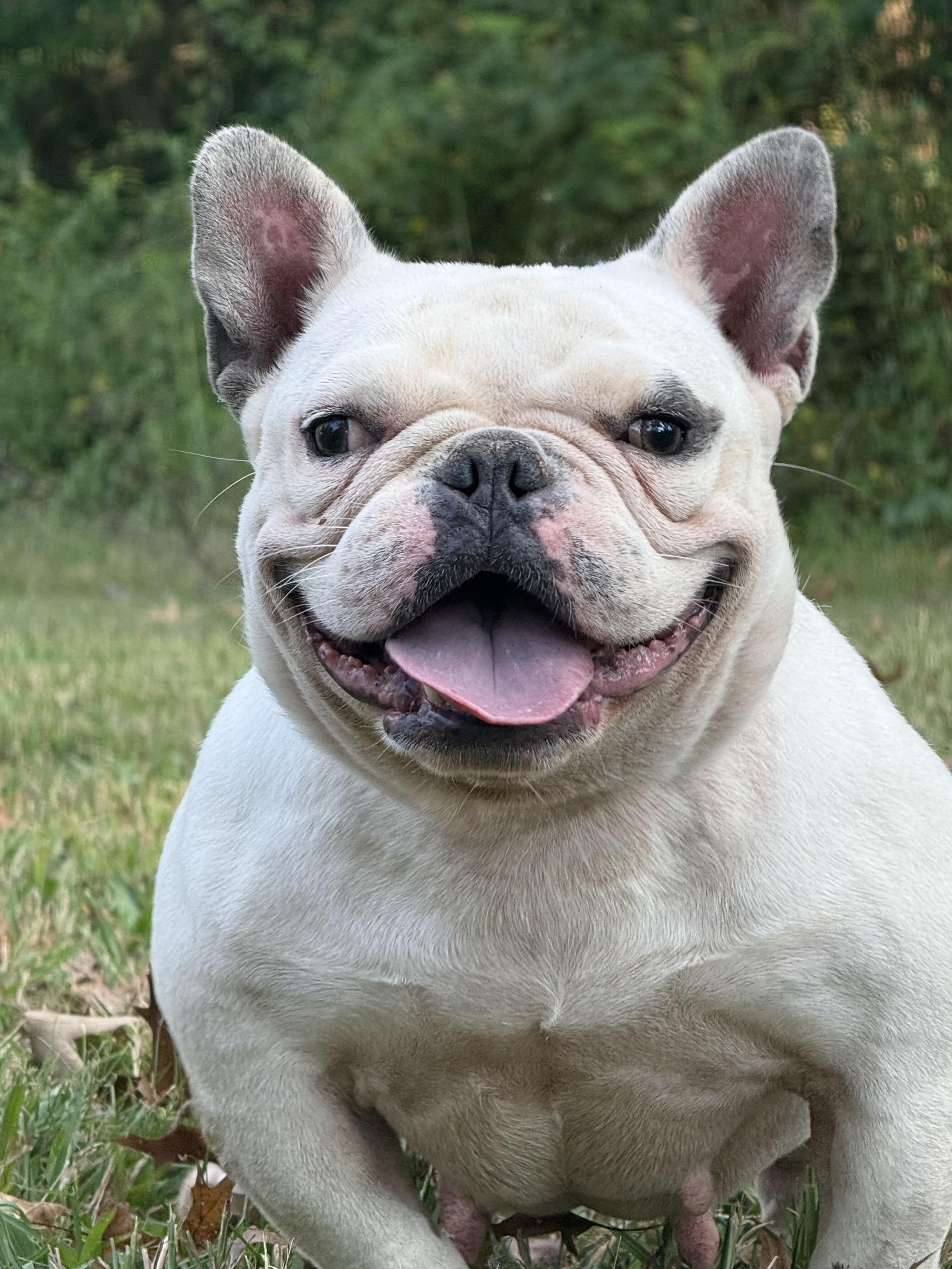 Enlarge Dawa, a Adoptable mixed breed in New York, NY image 1/5