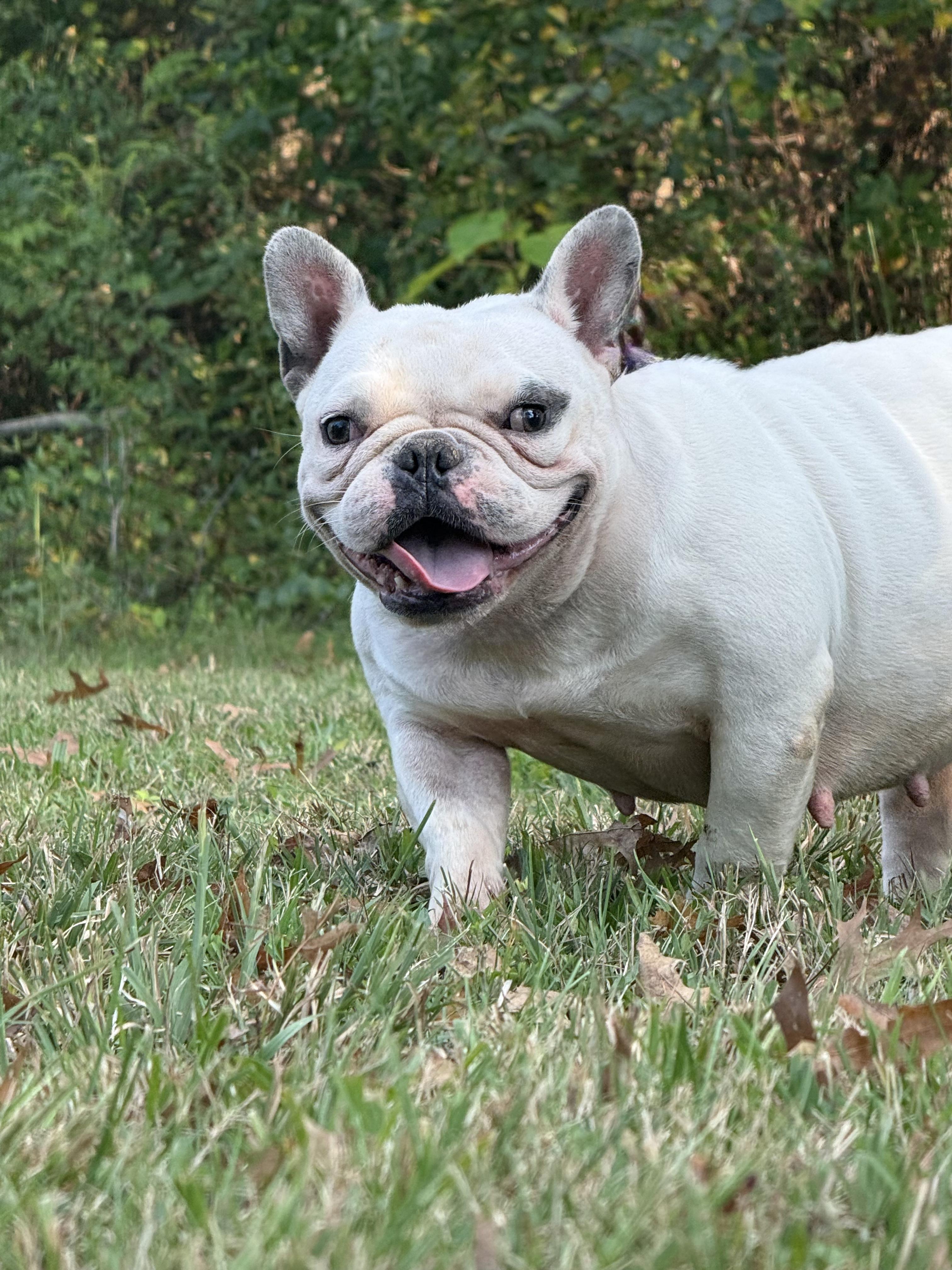Enlarge Dawa, a Adoptable mixed breed in New York, NY image 4/5