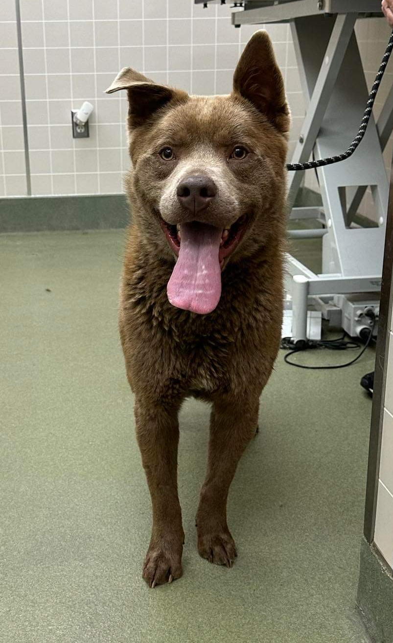Rookie, Adoptable, Young Male Akita.
