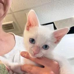 Enlarge Alto 2026-370, a Adoptable mixed breed in Winder, GA image 1/1