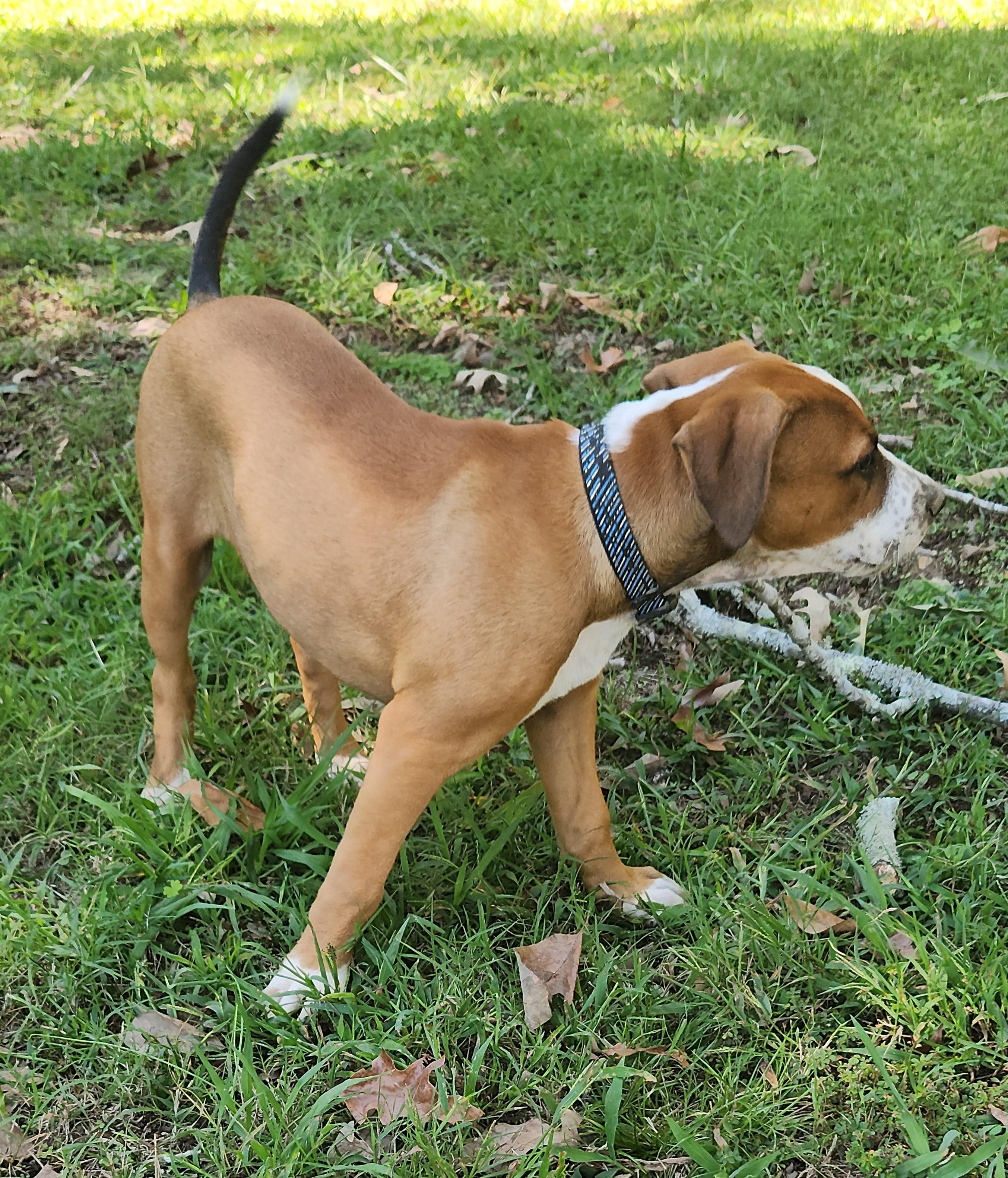 Enlarge Snickers, a Adoptable Mixed Breed in Flintstone, GA image 4/4