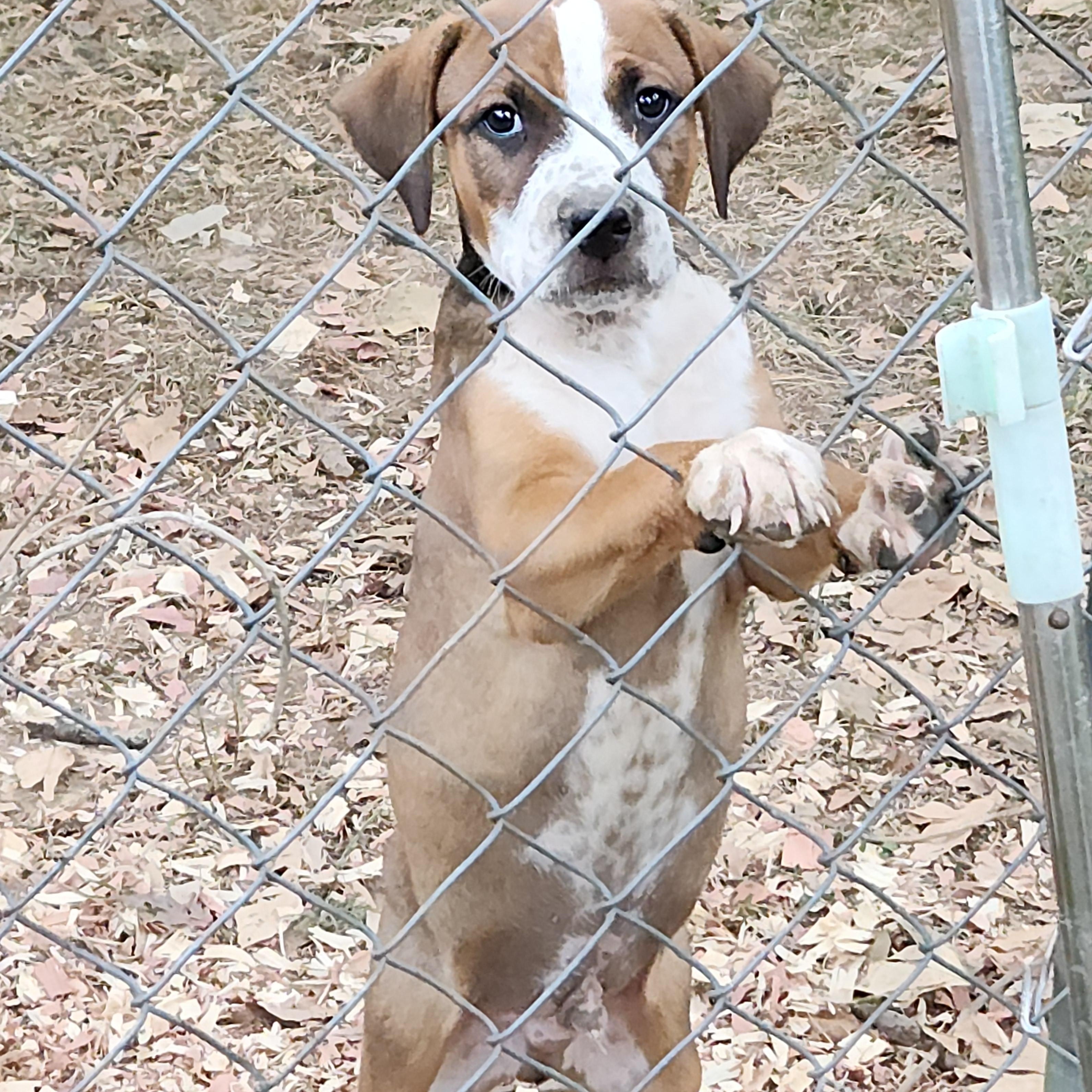 Enlarge Snickers, a Adoptable Mixed Breed in Flintstone, GA image 3/4