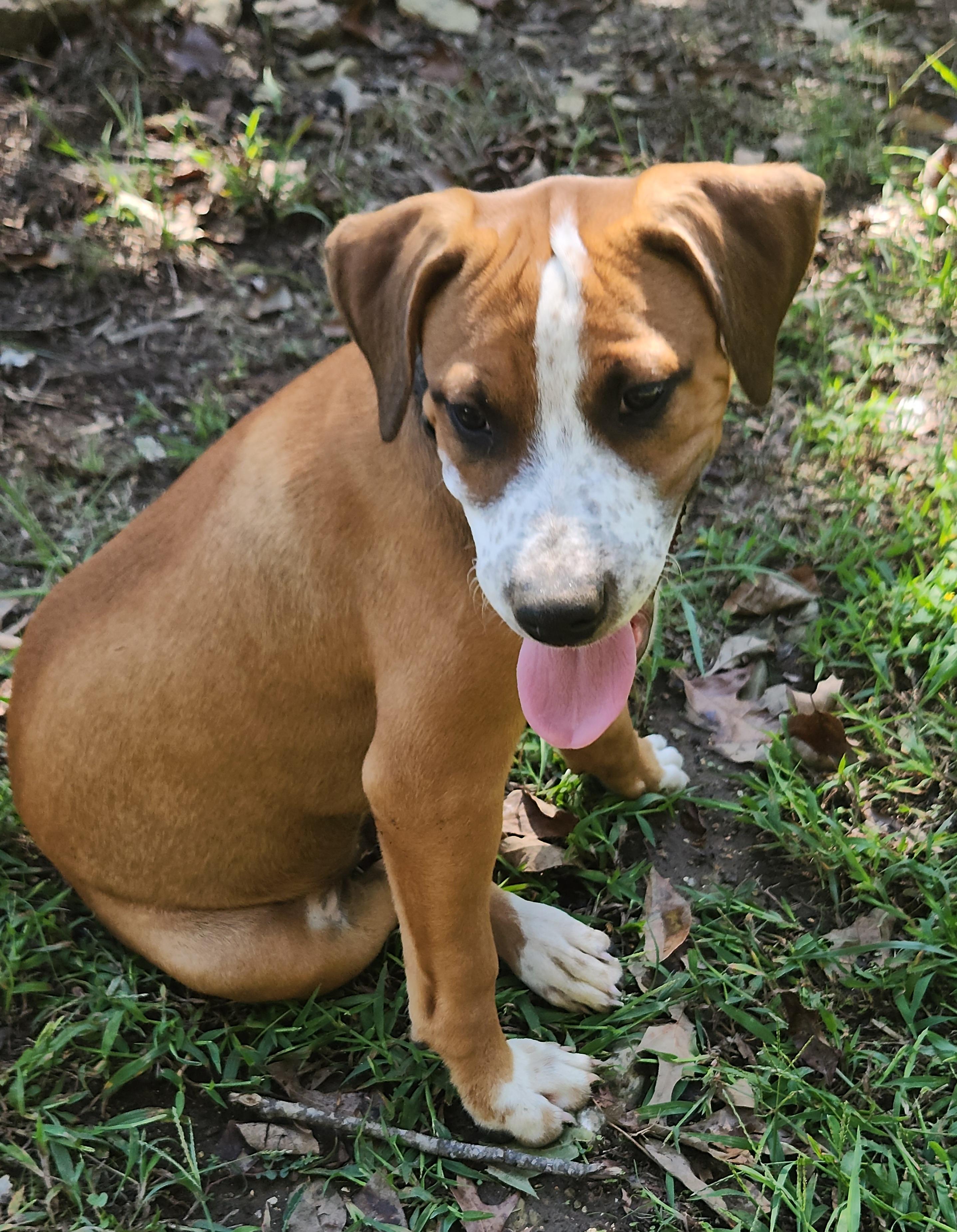 Snickers, Adoptable, Puppy Male Mixed Breed.