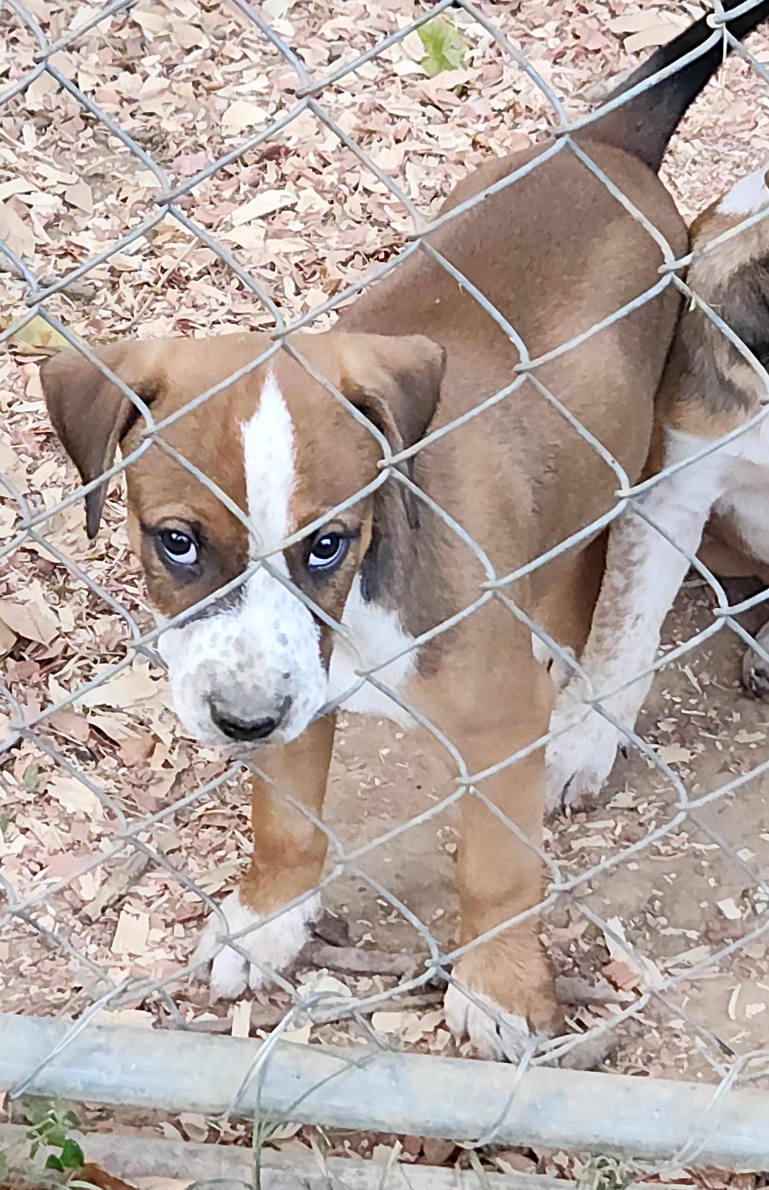 Enlarge Snickers, a Adoptable Mixed Breed in Flintstone, GA image 4/4