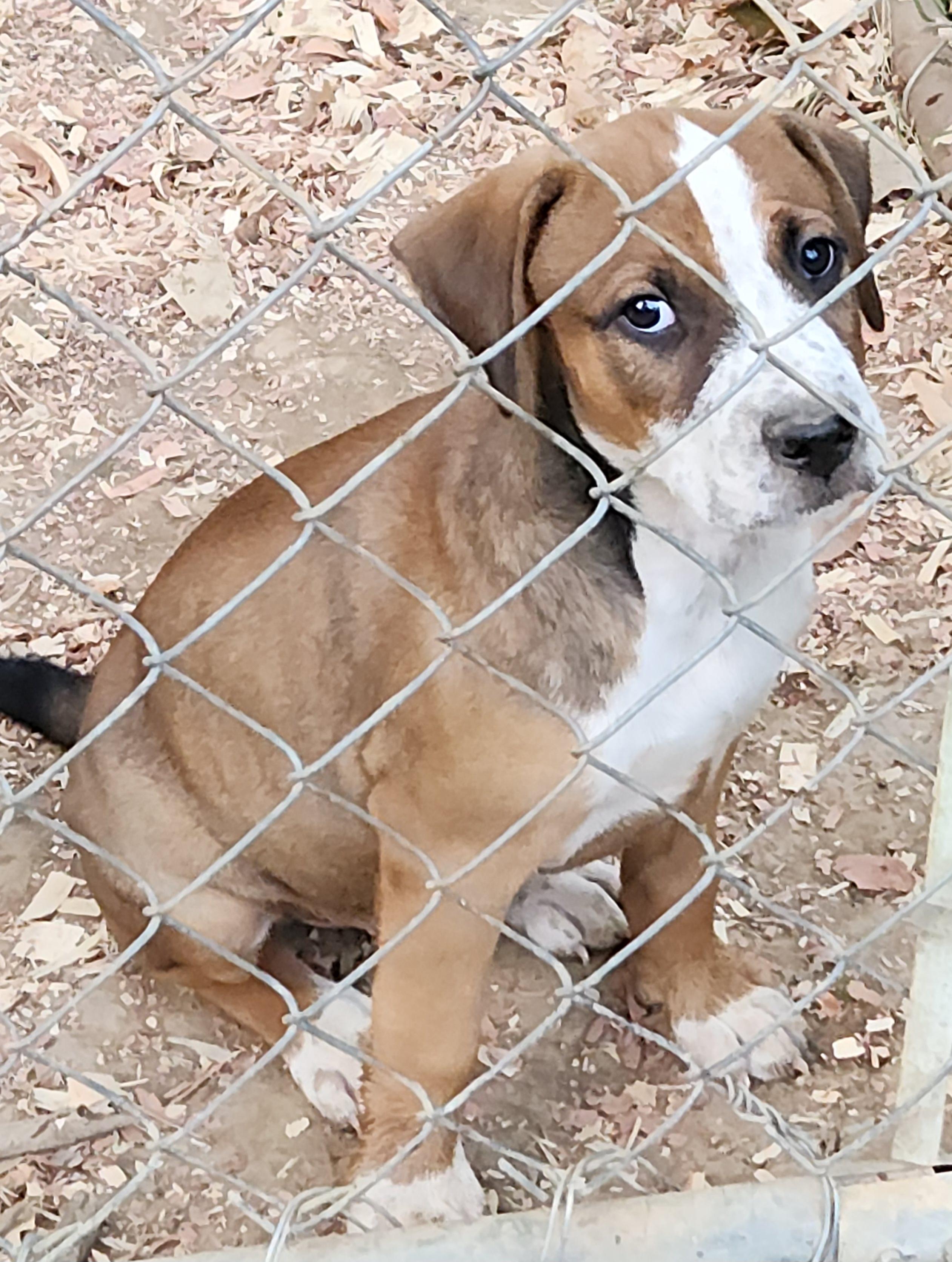 Enlarge Snickers, a Adoptable Mixed Breed in Flintstone, GA image 1/4