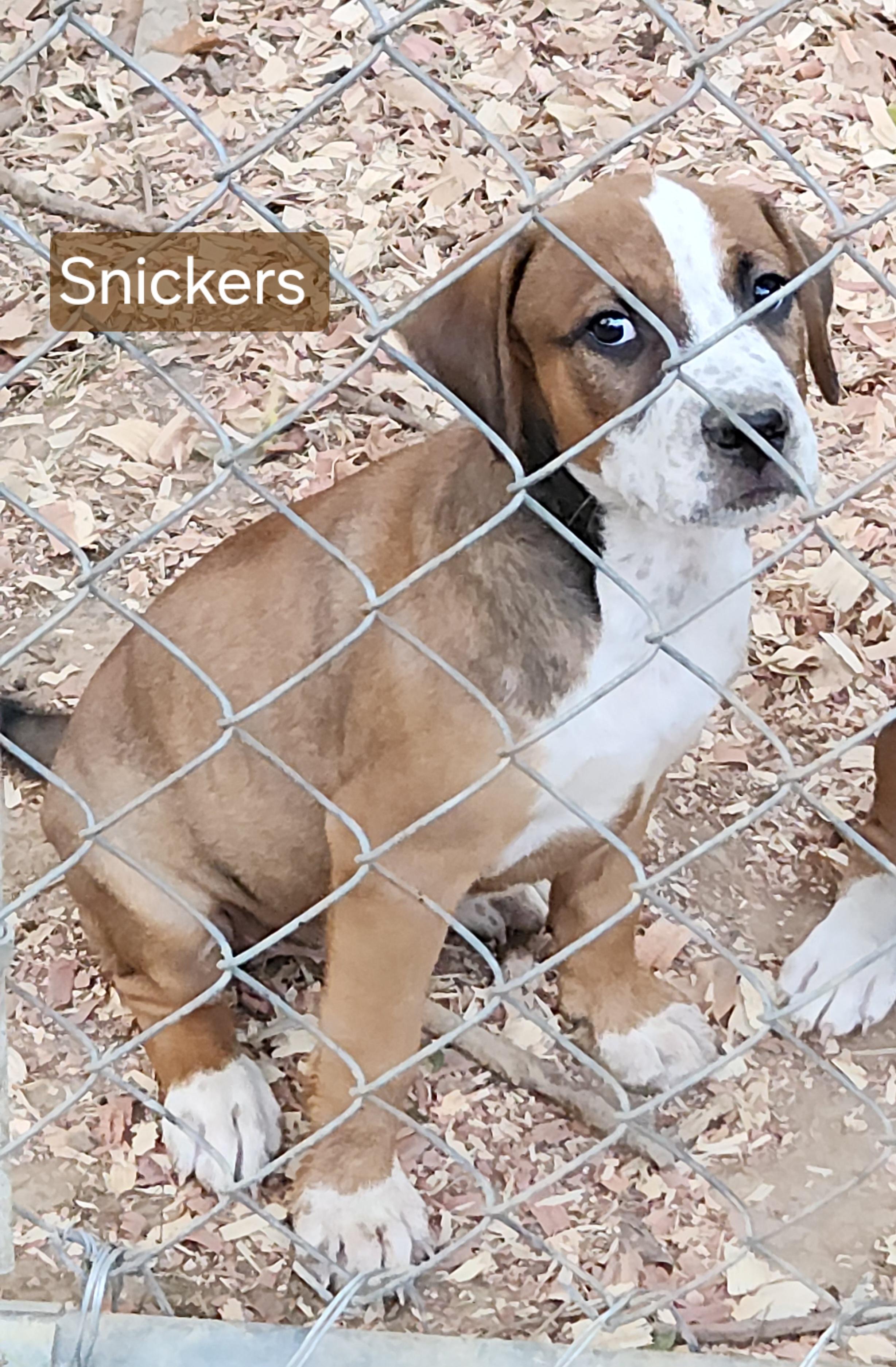 Enlarge Snickers, a Adoptable Mixed Breed in Flintstone, GA image 2/4