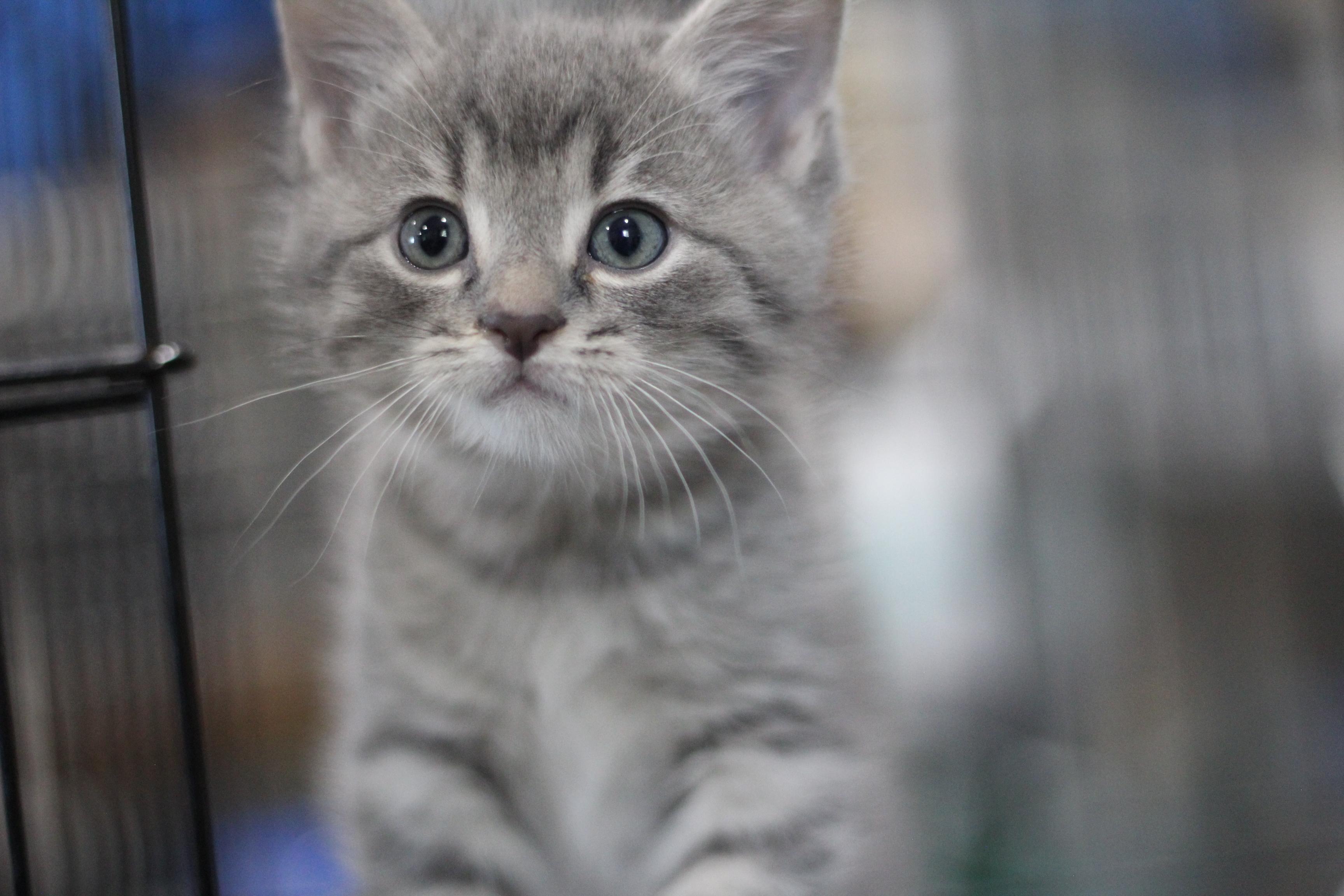 Enlarge Grit, an adopted Domestic Short Hair in Ottumwa, IA image 1/2