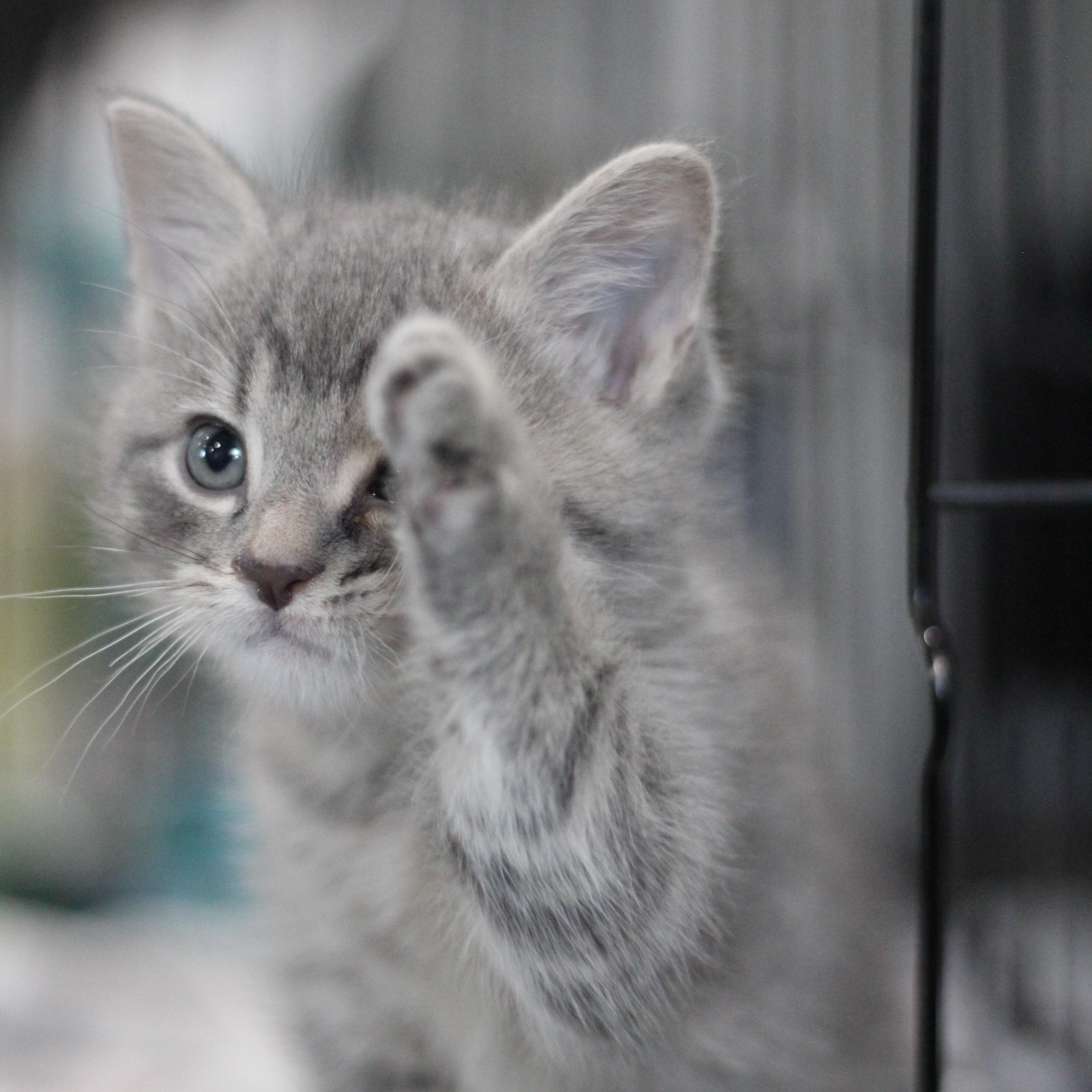 Enlarge Grit, an adopted Domestic Short Hair in Ottumwa, IA image 2/2
