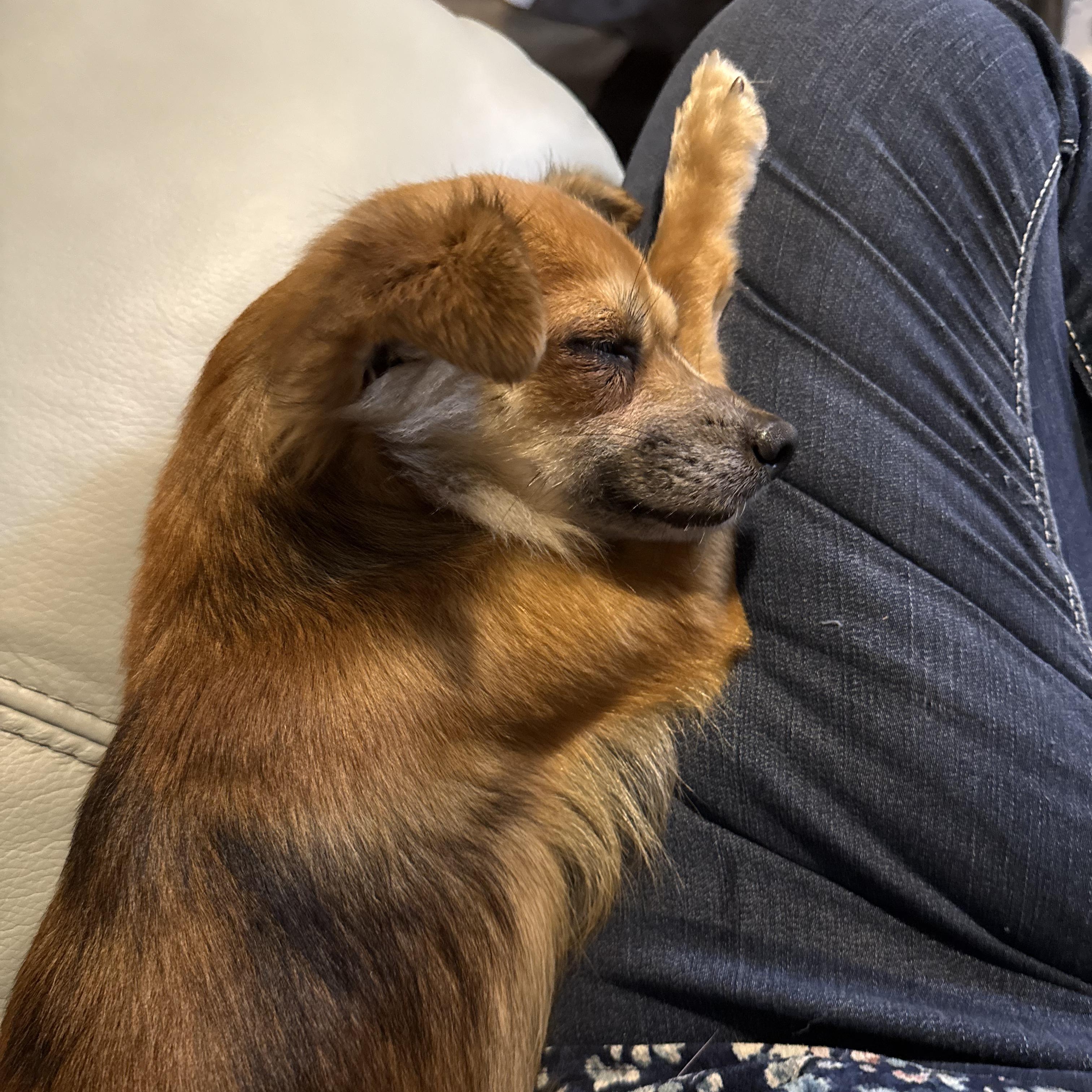 Gigi, an adopted mixed breed in Portland, ME image 3/6