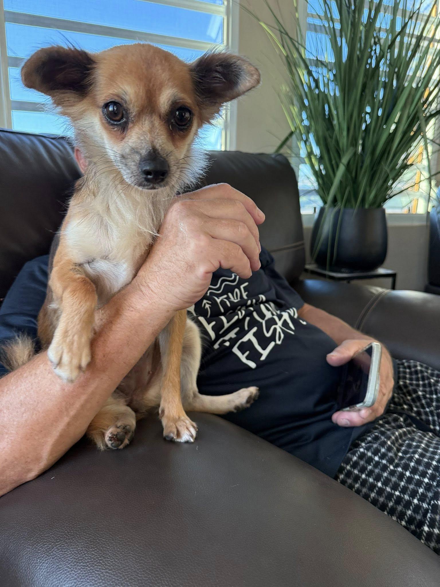 Gigi, an adopted mixed breed in Portland, ME image 6/6