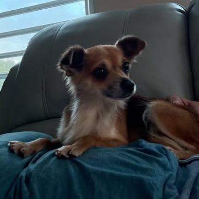 Gigi, an adopted mixed breed in Portland, ME image 2/6