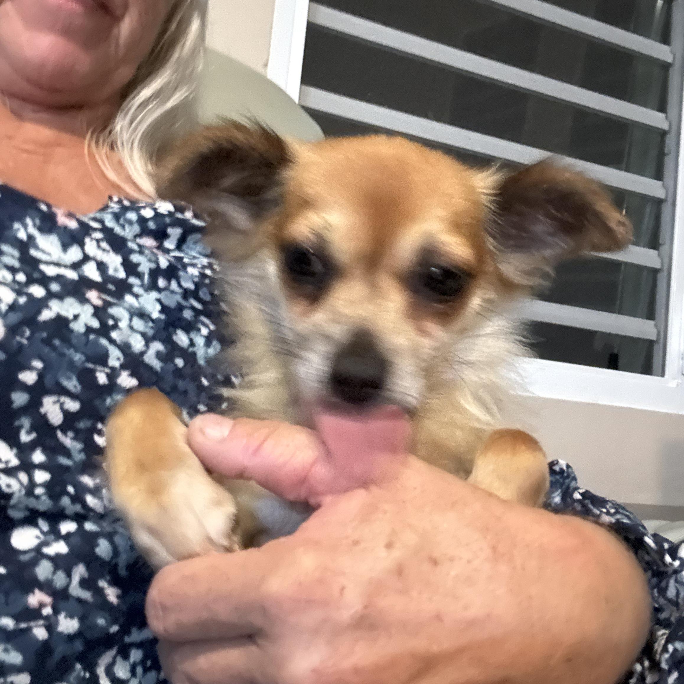 Gigi, an adopted mixed breed in Portland, ME image 4/6