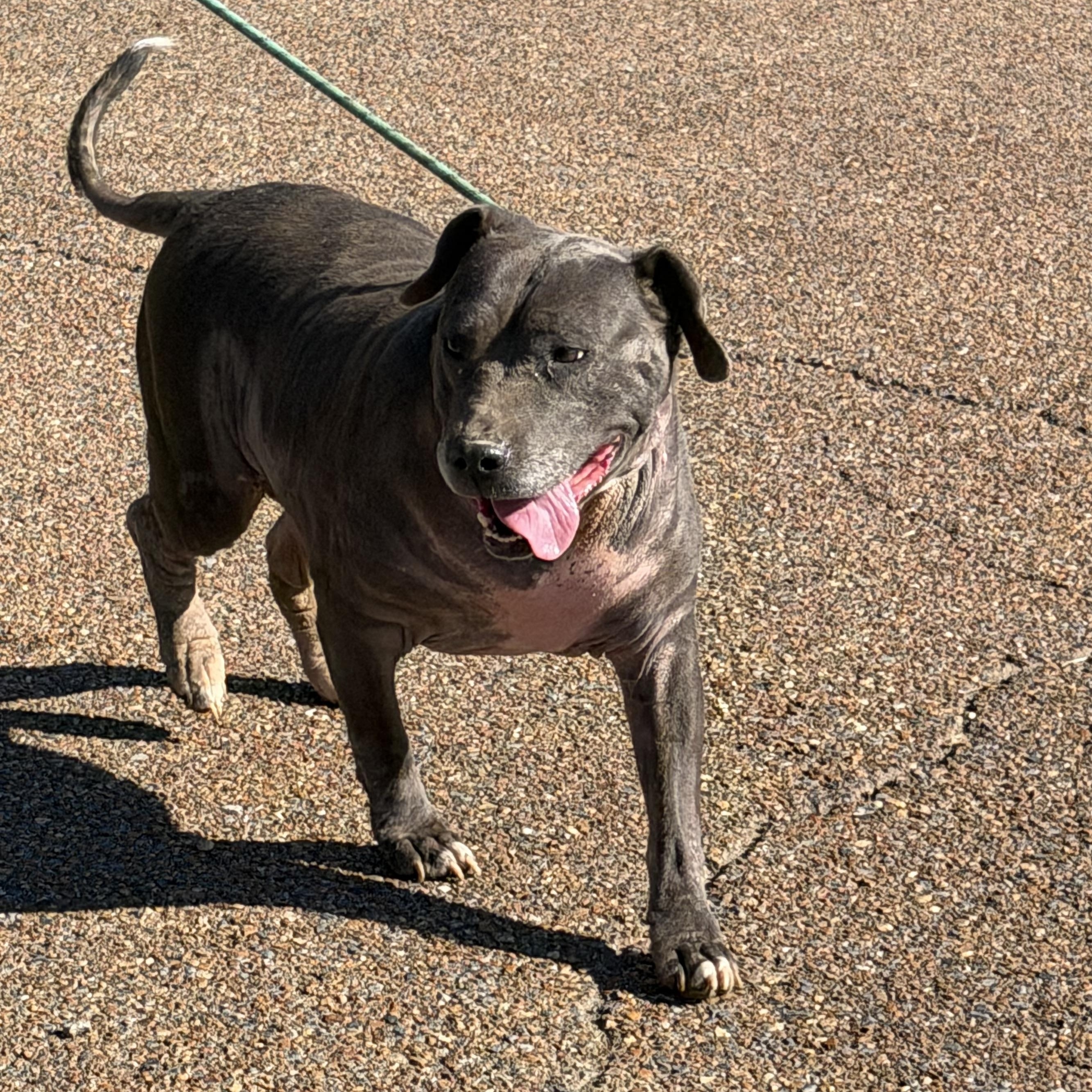 Enlarge Bonnie, a Adoptable Bulldog in Senatobia, MS image 3/3