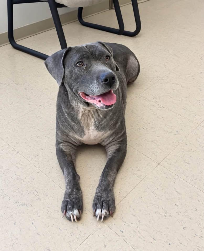 Enlarge Bonnie, a Adoptable Bulldog in Senatobia, MS image 2/3