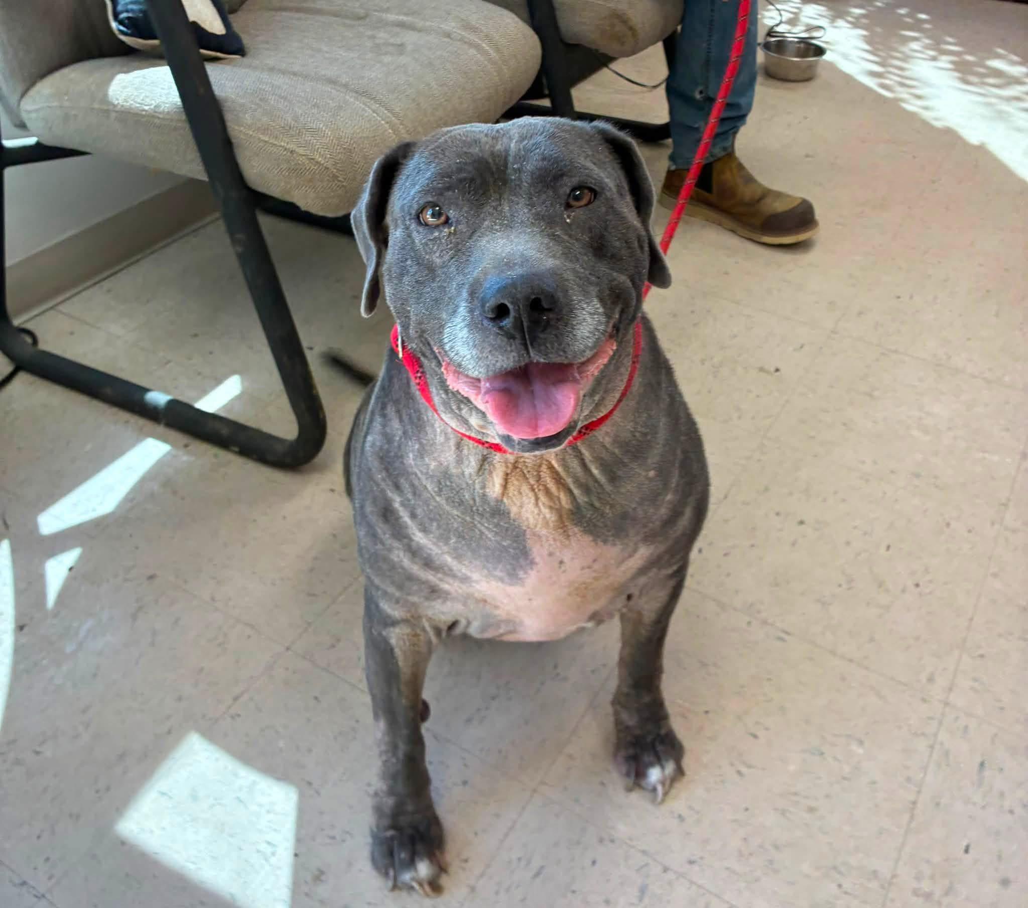 Bonnie, Adoptable, Senior Female Bulldog.
