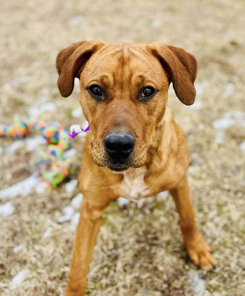 Enlarge Madrina   (Mafia litter), a Adoptable mixed breed in Suamico, WI image 1/5