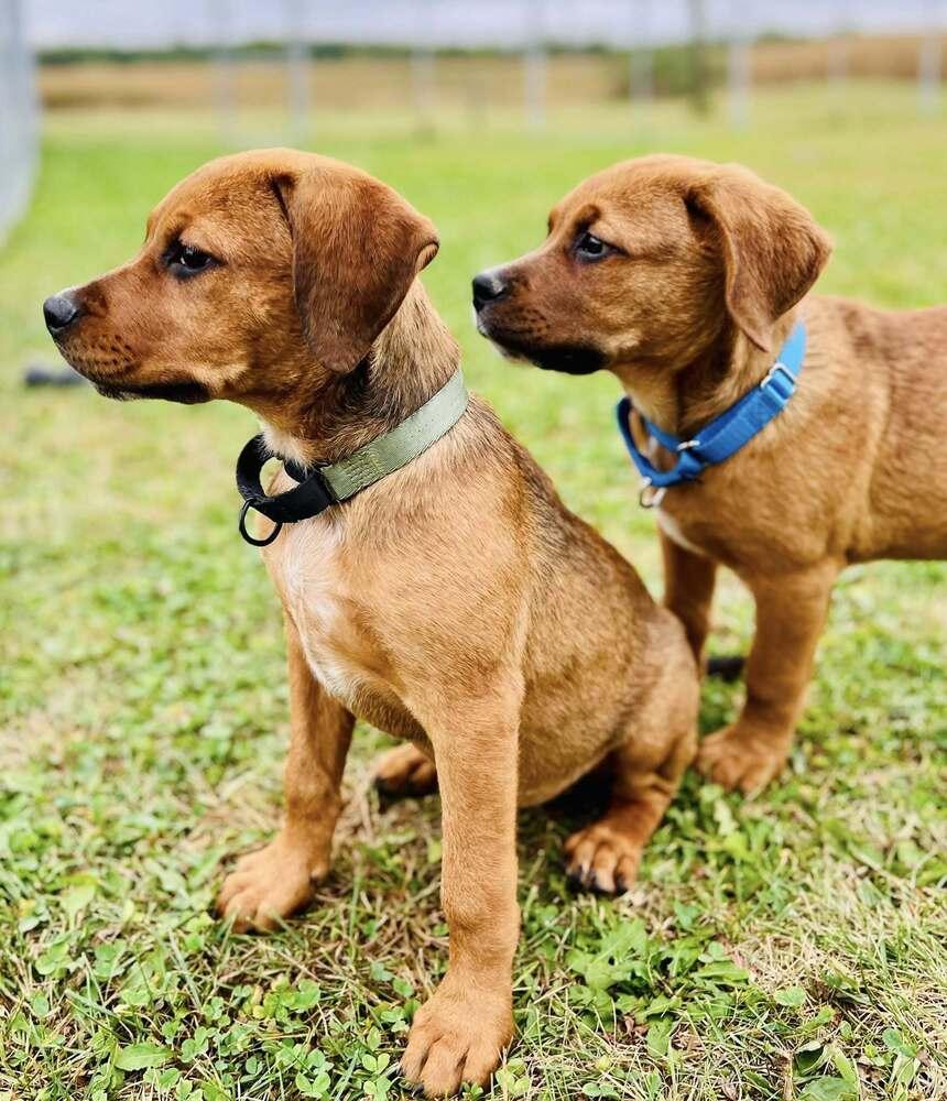 Enlarge Madrina   (Mafia litter), a Adoptable mixed breed in Suamico, WI image 1/2