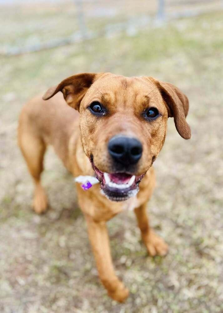 Enlarge Madrina   (Mafia litter), a Adoptable mixed breed in Suamico, WI image 3/5